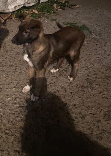 продам собаку: Овчарка, 2 месяца, Самка — 18