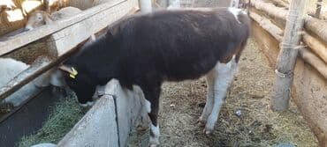 Dacia: Продаю | Бык (самец) | На откорм at lalafo.kg — 5 Dacia: Продаю | Бык (самец) | На откорм — 5