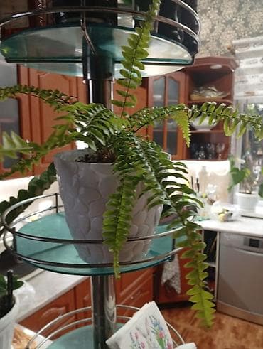 цветы уличный: Продаю комнатные цветы — 4