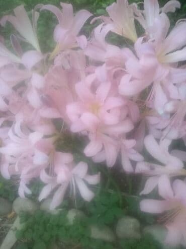 выскочка: Продаю очень красивые цветы для цветника или клумбы. Размножаются — 2