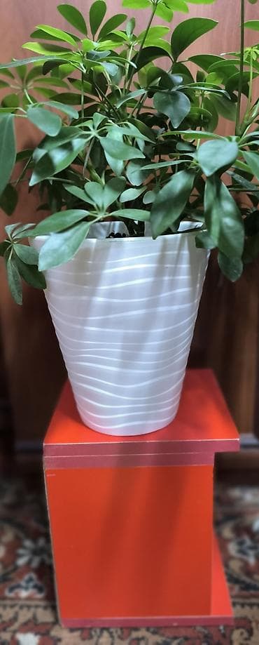 чучело утки: Красочные деревянные подставки, ящички для декора. Можно — 7