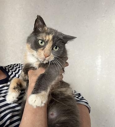 взять котят бесплатно: 2 года, Девочка — 1