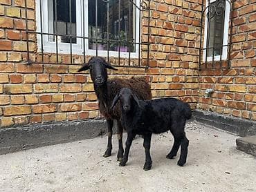 Үй жаныбарлары: Сатам | Ургаачы кой (ургаачы) | Көбөйтүү үчүн | Ургаачы — 1