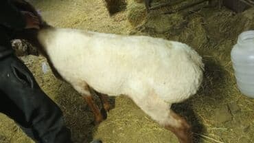 Грызуны: Продаю | Баран (самец) | На забой — 3