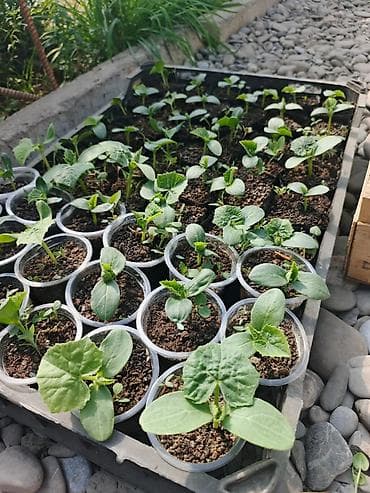 ростовые цветы: Рассада — 1