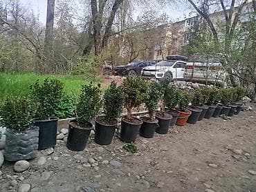 самшиты круглые: Самшит вечнозелёный в контейнерах - Кусты самшита (Buxus — 3