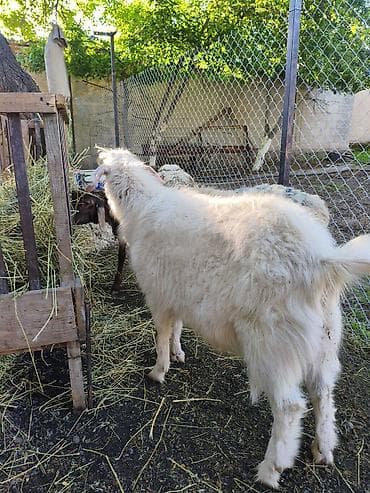чистопородное разведение: Продаю | Козёл (самец) — 4