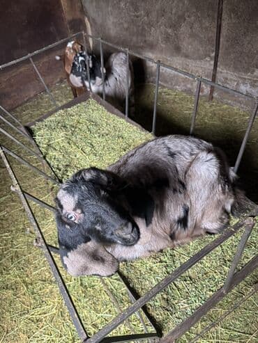 Үй жаныбарлары: Сатам | Улак | Нубий | Көбөйтүү үчүн | Асыл тукумдуу — 1