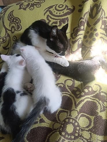 Кошка даром: Беспородная, 2 месяца, Мальчик — 2
