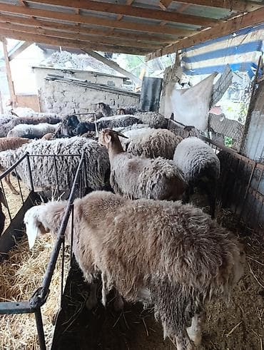 туки сена: Продаю | Овца (самка) | Полукровка | Для разведения | Матка — 7
