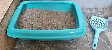 белые кошки: Девочка, Приучена к лотку — 5