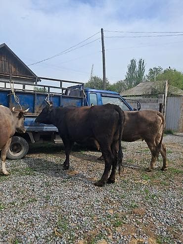 коровы самка: Продаю | Корова (самка) | Полукровка | Для молока | Привязанные — 5