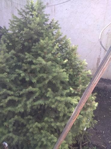 семена елки: Ель канадская (Picea glauca ‘Conica’), компактная, густая крона — 4