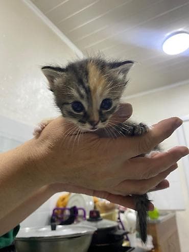 кошка мышык: Продаётся семья кошек три котёнка и мама котят все приучены к лотку — 9