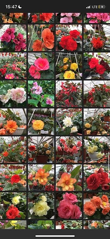 бегония: Бегония, есть разные сорта — 6