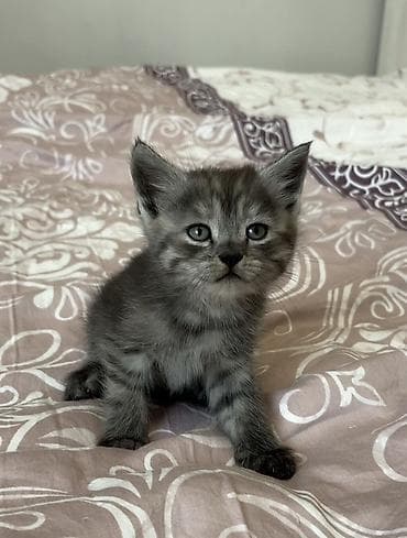 Британская короткошёрстная, 1 месяц, Мальчик, Серый, Метис, Приучена к лотку — 10