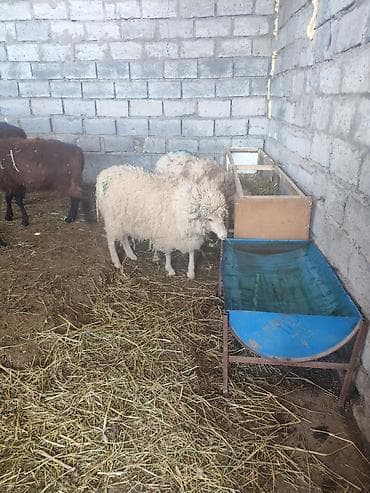 canada goose: Продаю | Овца (самка) | Для разведения | Ярка — 3