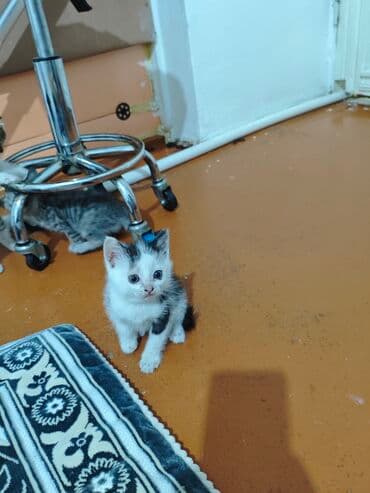 отдам породистых котят: Котята, домашние, ручные Описание: - Милые малыши из одного помёта — 5
