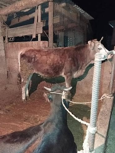 голова лошади: Продаю | Тёлка | Полукровка | Для разведения | Привязанные — 5