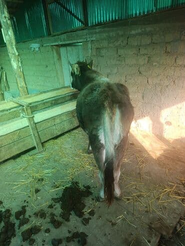 дом животных: Продаю | Тёлка | Полукровка | На откорм | Привязанные — 2