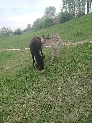 ат грабил: Эне бала эшек сатылат баасы 5000сом — 3