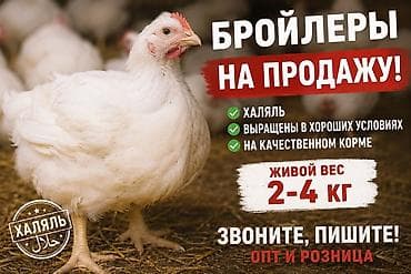 пробиотик бишкек: 🐔 Бройлер халяль Свежая тушка от производителя. ✅ Выращены в чистых — 1