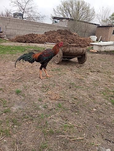 Продаю | Петух | Бойцовая | Для разведения