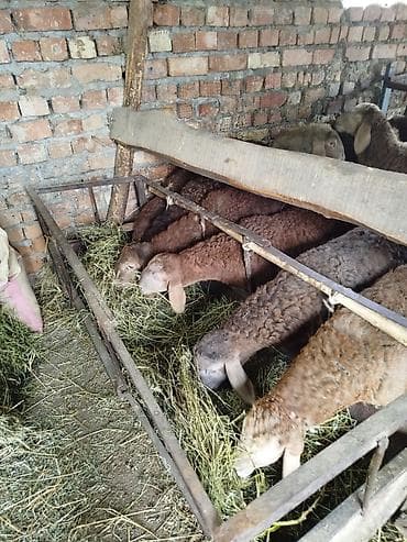 лабрадор голден ретривер купить: Продаю | Ягненок, Баран (самец) | Арашан | Для разведения — 10