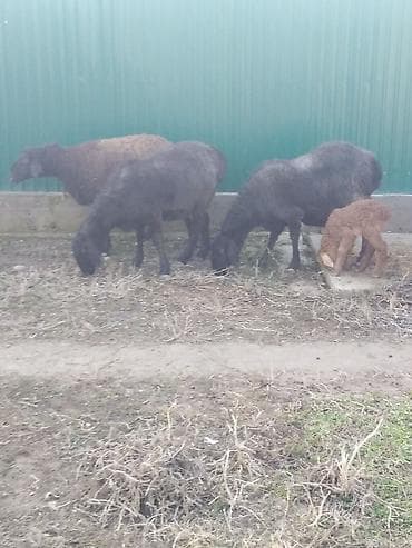 охотничье собаки: Козулу кой,бооз койлор круг сатылат — 3