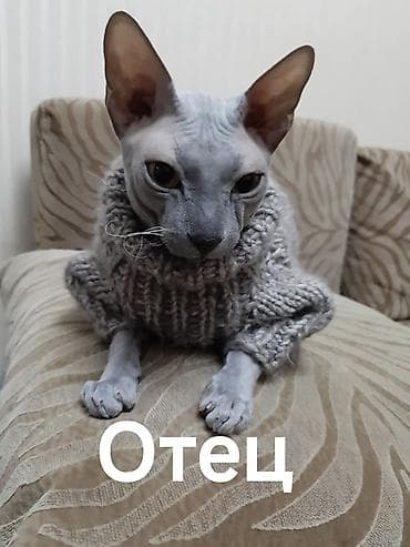 кошка талас: В продаже котята модели Донской сфинкс, оригинал . 15 ноября 2025 г — 6