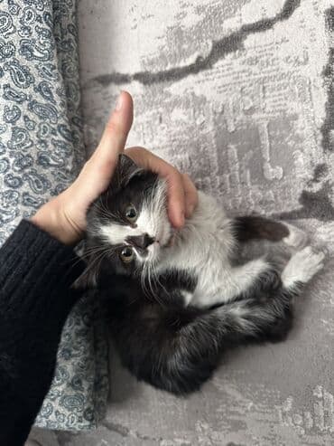 цепь для коров: Ищу хорошие руки для котят. 2 месяцанашла на улице ( дети издевались — 3