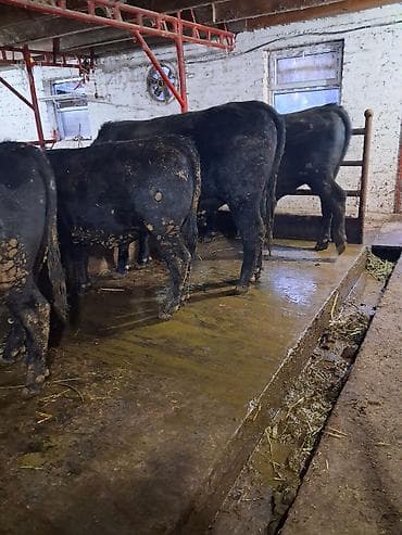 эшек жаныбар: Сатам | Бука (эркек) | Абердин-ангус | Бордоп семиртүү үчүн | Байланган — 6