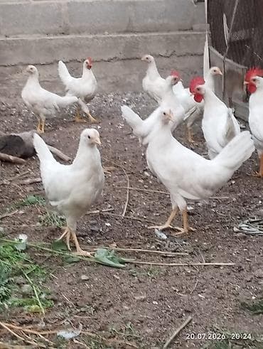 Животные: Продаю курочки Леггорн. 12 штук . 3х месячные. есть — 5