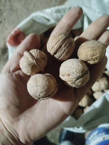 где купить листья малины: Грецкий орех в скорлупе - Урожай текущего сезона, вручную собран и — 1