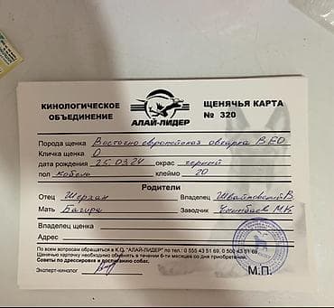 Үй жаныбарлары: Ит кууту: Чыгыш Европа овчаркасы, Эркек, 2 жаш — 4