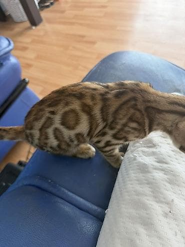 кот бенгальский: Бенгальский котёнок 3 месяца с ярким розеточным окрасом (контрастные — 2
