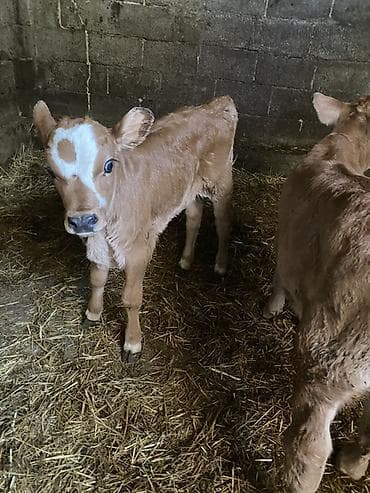 каровы швиц: Продаю | Тёлка | На откорм | Племенные — 2