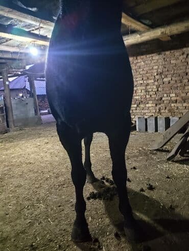 Лошади, кони: Продаю | Жеребец | Конный спорт — 3