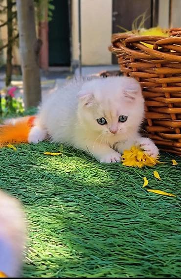 клетка для котов: Шотландские котята от красивой пары. Предлагаем для бронирования — 8