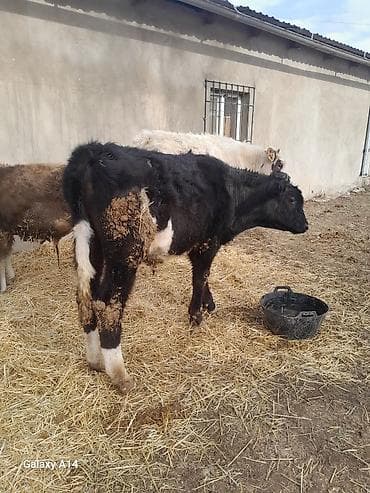 Кемирүүчүлөр: Сатам | Бука (эркек) | Аргын | Бордоп семиртүү үчүн — 9