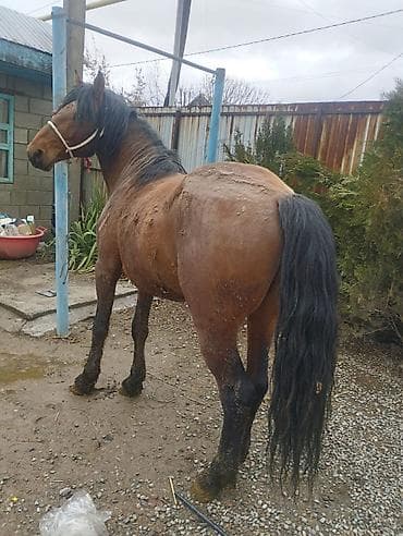 собака долматинец: Продаю | Конь (самец) | Для разведения | Племенные — 2