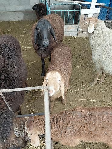 бараны гисары: Продаю | Овца (самка) | Для разведения | Племенные — 1