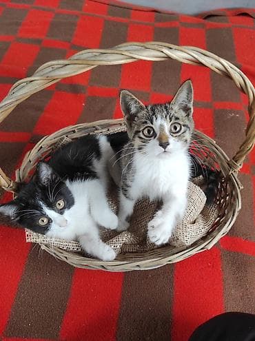 рыба жывая: 3 месяца, Девочка — 1