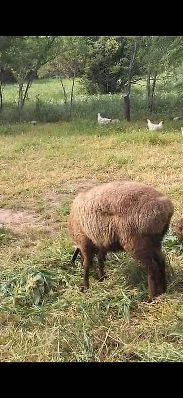 овцы матки: Продаю | Ягненок | Для разведения — 2