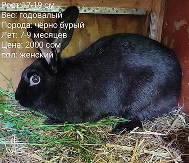 Кролики: есть и декоративные и для размножения - Возраст: 7–9 — 4