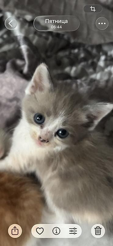 кошка британка: Котята, домашние, от одной кошки. Возраст на фото — малыши, уже едят — 8