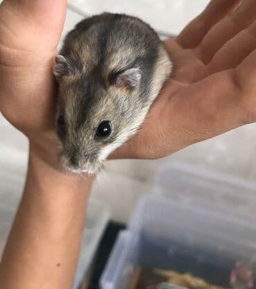 животные для дома: Продаю хомяков джунгарских, остались последние две штуки, мальчик и — 7