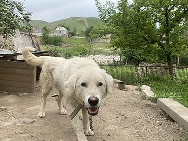 Алабай, 1 год, Самец