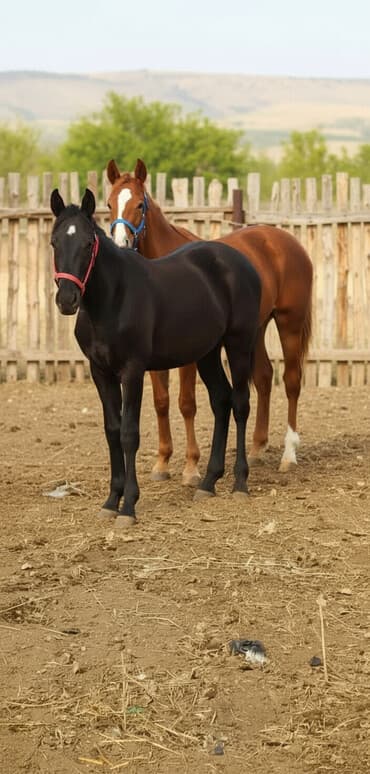 дойная корова: Продаю | Жеребенок | Для разведения, Рабочий — 3