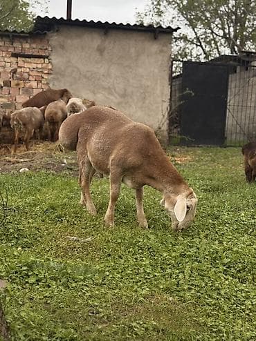 сколько стоит енот: Продаю | Баран (самец) | Арашан | Для разведения | Племенные, Осеменитель — 2